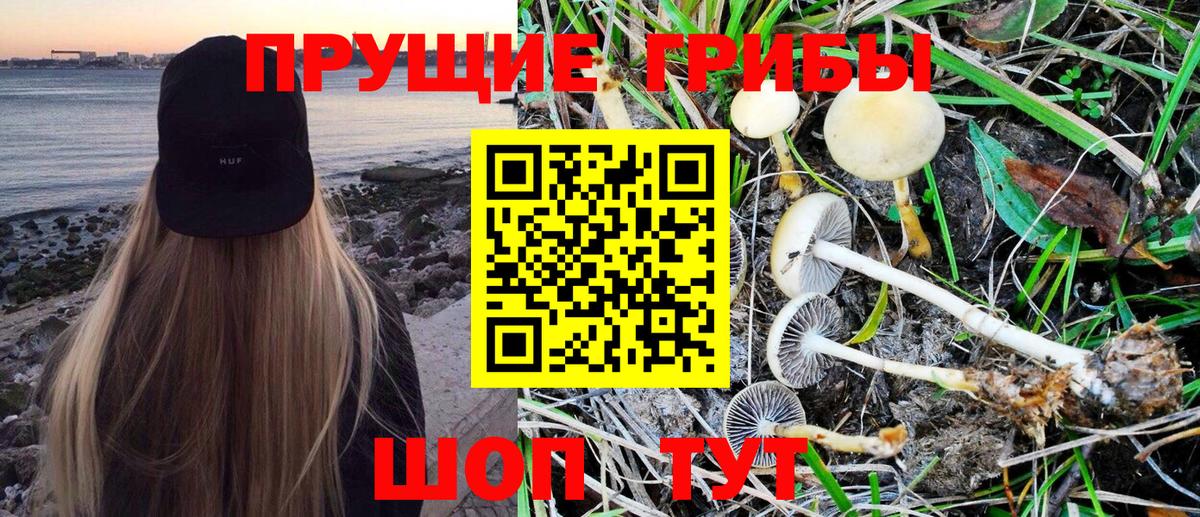 Мытищи  Псилоцибиновые грибы Psilocybe  Вход с VPN 